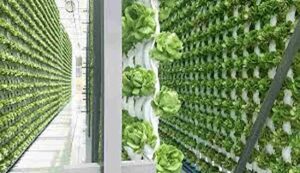 Vertical farming
