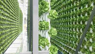 Vertical farming