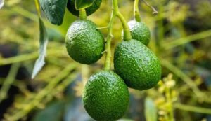 Avocado cultivation