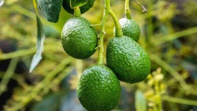 Avocado cultivation