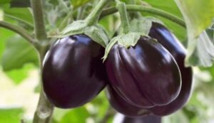 Brinjal cultivation