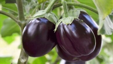 Brinjal cultivation