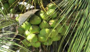 Coconut cultivation