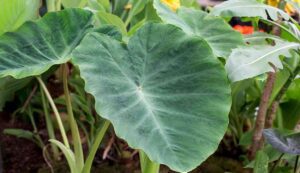 Cultivation of arbi