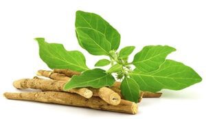 Cultivation of ashwagandha