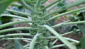 Cultivation of brussels sprouts