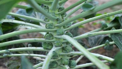 Cultivation of brussels sprouts