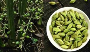 Cultivation of cardamom
