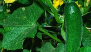 Cultivation of cucumbers