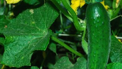 Cultivation of cucumbers