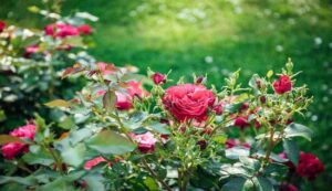 Cultivation of dutch roses