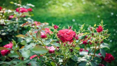 Cultivation of dutch roses