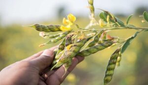 Cultivation of pigeon pea