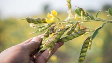 Cultivation of pigeon pea