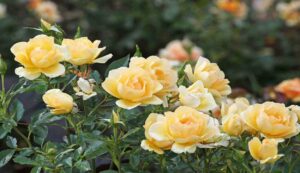Cultivation of roses