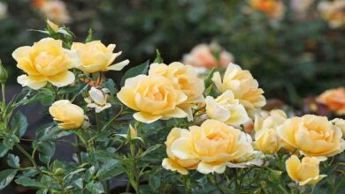 Cultivation of roses