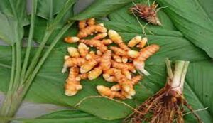 Cultivation of turmeric