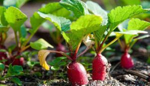 Cultivation of vegetables