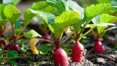 Cultivation of vegetables