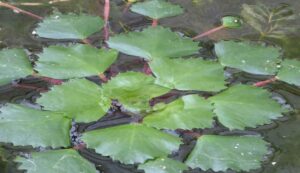 Cultivation of water chestnut