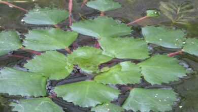 Cultivation of water chestnut