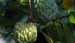 Custard apple