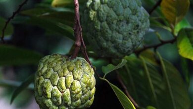 Custard apple