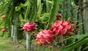 Dragon fruit vikas scheme