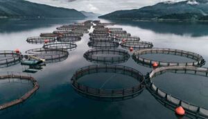 Fish farming