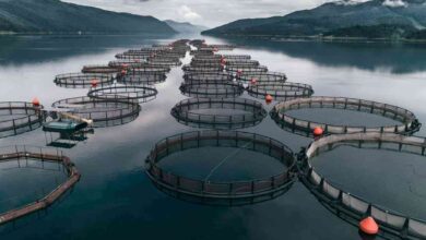 Fish farming