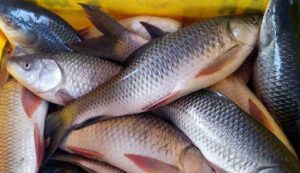 Fisheries