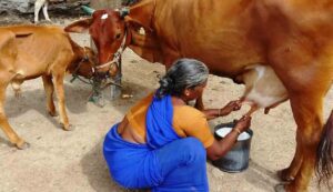Jharkhand mukhyamantri pashudhan yojana