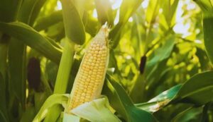 Maize cultivation