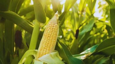 Maize cultivation