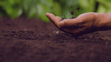 Organic farming