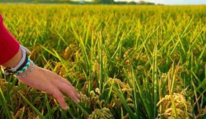 Paddy crop