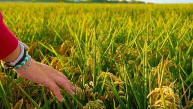 Paddy crop