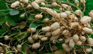 Peanut cultivation