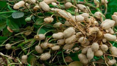 Peanut cultivation