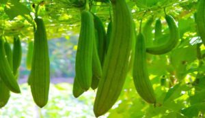 Ridge gourd cultivation