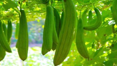 Ridge gourd cultivation