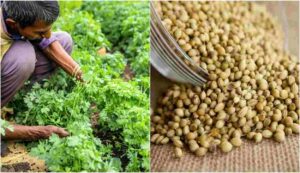 Seed spices subsidy scheme