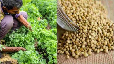 Seed spices subsidy scheme