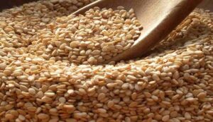 Sesame cultivation