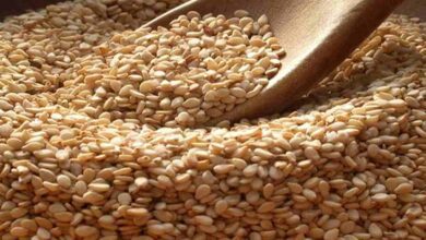 Sesame cultivation