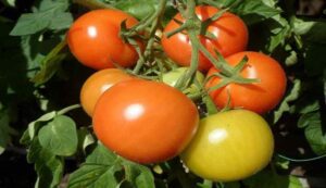 Tomato cultivation