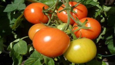 Tomato cultivation