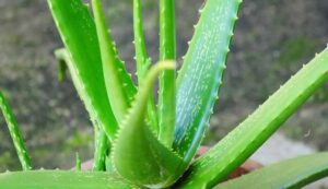 Aloe vera business
