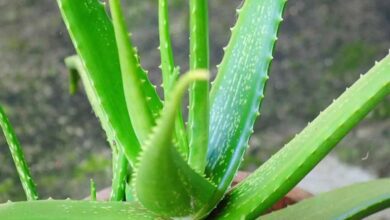 Aloe vera business