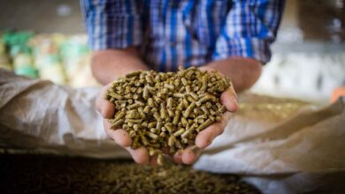 Animal feed scheme